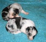 3 weken